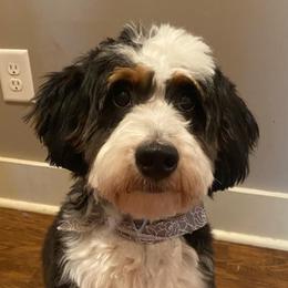 Pebbles - Bernedoodle