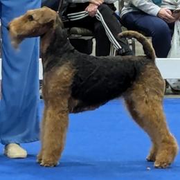 Airedale Terriers from Black Opal