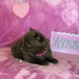 Cocoa bean - Chocolate female Pomeranian puppy in Lexington, Oklahoma from BooneDox Miniature Dachshunds