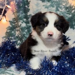 Miniature Australian Shepherd Puppies from Bear River Ranch LLC