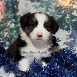 Miniature Australian Shepherd Puppies from Bear River Ranch LLC