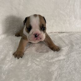 Girl 2 - Bulldog puppy in Houston, Texas from Kandyland Bulldogs
