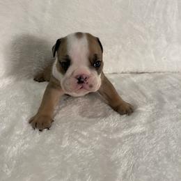 Girl 2 - Bulldog puppy in Houston, Texas from Kandyland Bulldogs