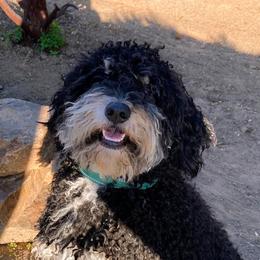 Teddy - Bernedoodle