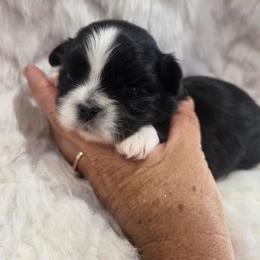 Angel - Black and white female Shih Tzu puppy in Molino, Florida from First Passion Shih Tzus