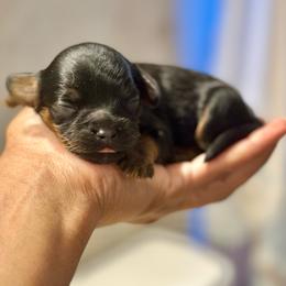 Blue Collar - Black and tan male Cavapoo puppy in Palm Beach County, Florida from Benji’s Cockapoos