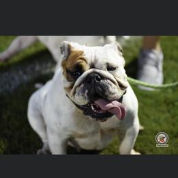 Bulldog Puppies from Pitts Kennel