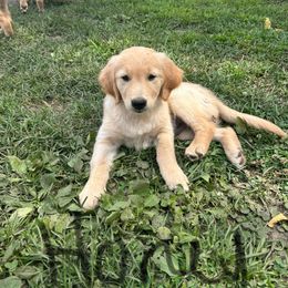 Honey - Golden female Golden Retriever puppy in Owatonna, Minnesota from Golden Paws of Hope