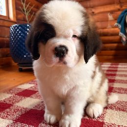 Teal Collar - Brown and white male Saint Bernard puppy in New York from Johnson Farms