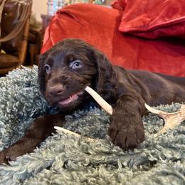 George - Dark brown male Boykin Spaniel puppy in Bowling Green, Kentucky from Drakes Creek Boykins LLC