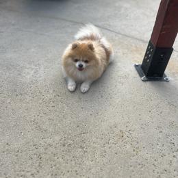 Pomeranian puppies from Uniquepombabies