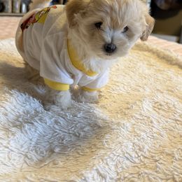 Mikey - Apricot male Maltipoo puppy in Oklahoma City, Oklahoma from Red Okie Poos