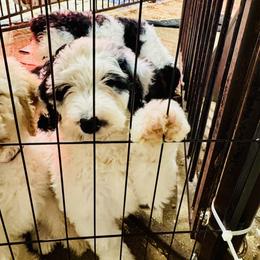Aussiedoodle and Bernedoodle Puppies from Little Hawcreek Doodles