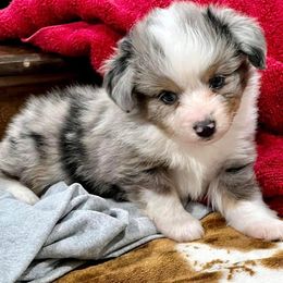 Toy Australian Shepherd Puppies from A&W Toy Aussies & Corgis