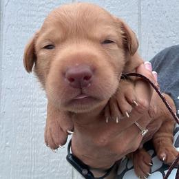 Brown - Yellow male Labrador Retriever puppy in Newton Grove, North Carolina from Wayalife Labradors & Gsp’s