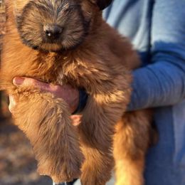 Soft Coated Wheaten Terrier Puppies from Kayos Kennel