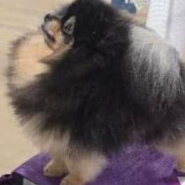 Timmy - Pomeranian