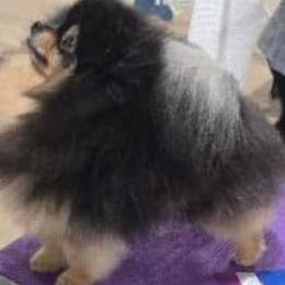 Timmy - Pomeranian