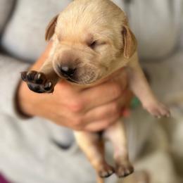 Female 2 - Yellow female Labrador Retriever puppy in Yamhill, Oregon from FitzGerald Kennels