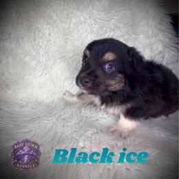 Black ice - Black tri male Miniature Australian Shepherd puppy in Lubbock, Texas from Baby Storm Kennels