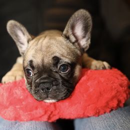 French Bulldog Puppies from Camp Fine Frenchies