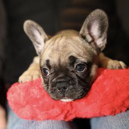French Bulldog Puppies from Camp Fine Frenchies