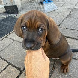 Square - Red male Redbone Coonhound puppy in Angleton, Texas from Dorsett Dogs
