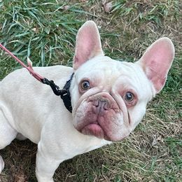 Boy - French Bulldog