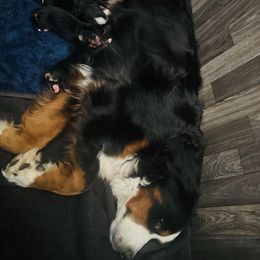 Male 3 - Black rust and white male Bernese Mountain Dog puppy in Harrisburg, North Carolina from Bunn Ranch Goldens & Bernese