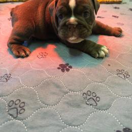 Seal - Chocolate tri-color male Bulldog puppy in Topeka, Kansas from Midwest Monster Made Bulldogs