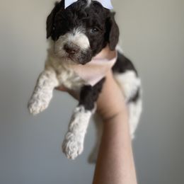 Goldendoodle and Golden Retriever Puppies from Goldie Locks Golden Retrievers & Doodles