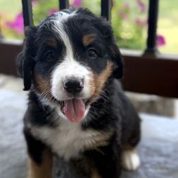 Rusty - Tri-color male Bernese Mountain Dog puppy in Gardner, Kansas from Faith and Family Farm