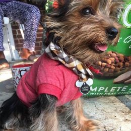 Yorkshire Terriers from Tenn's Yorkshire Terriers