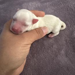 Female 1 - Parti female Yorkshire Terrier puppy in Fredericksburg, Virginia from VA Exclusive Yorkies