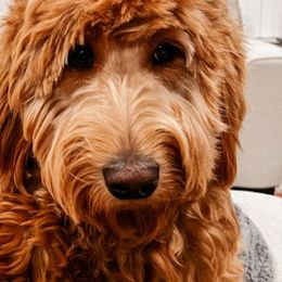 Goldendoodles from Penny B Golden doodles