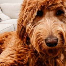 Goldendoodles from Penny B Golden doodles