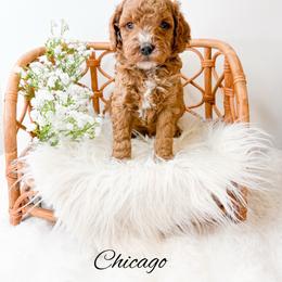 Chicago - Red  male Goldendoodle puppy in from Pink Poodles and Doodles