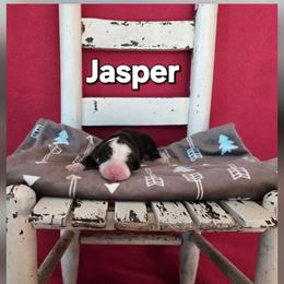Jasper - Tri-color male Bernese Mountain Dog puppy in Independence, Virginia from Thornton Bernese Mountain Dogs