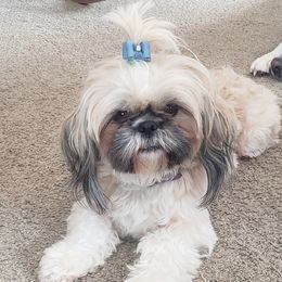 Queenie - Shih Tzu