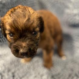 Red collar (runt) - Brown and white male Saint Berdoodle puppy in Saint Joseph, Missouri from Home Raised St. Berdoodles