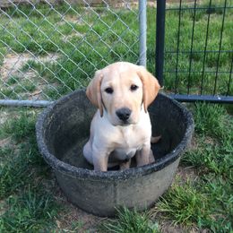 Labrador Retriever Puppies from C R Purdy Labs