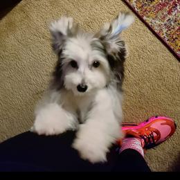 Benj - Morkie