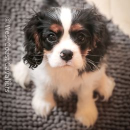 Cavalier King Charles Spaniel Puppies from West Coast Cavaliers