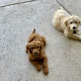 Goldendoodle Puppies from Cute as a Doodle