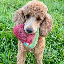 Lena - Poodle