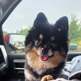Mei Mei - Pomeranian