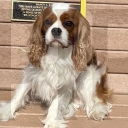 Mika - Cavalier King Charles Spaniel