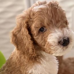 Double Doodles and Goldendoodles from Doodle Lovers