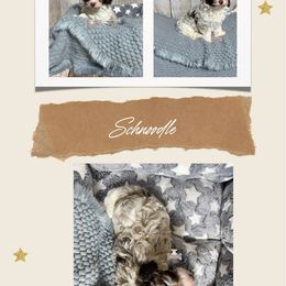 Maverick - Parti male Schnoodle puppy in Macks Creek, Missouri from Fluffy Buttz