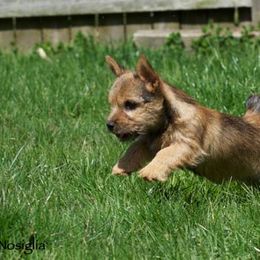 Labrador Retriever and Norwich Terrier Puppies from Rockycreek